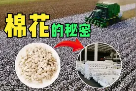 一粒棉花种子是怎样变成一件衣服的？视频封面