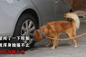 狗只是闻了一下轮胎，为什么浑身抽搐不止，十几秒后当场去世？视频封面