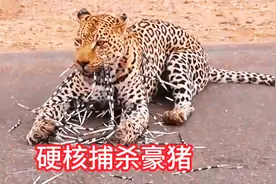 花豹硬核捕杀豪猪，利爪穿透硬刺拔毛撕肉，鬣狗：太狠了视频封面