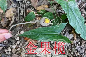 蛇蝎虫克星植物金果榄，采挖一天上千元收入，可是价值珍贵药材视频封面