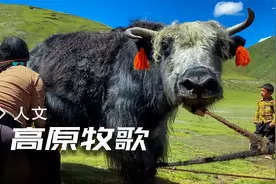 住在海拔4800米群山脚下的藏民，睡帐篷喝牦牛奶，过自在游牧生活视频封面