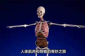 人体肌肉和骨骼的奇妙之旅视频封面