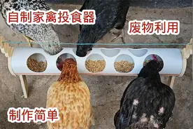 自制家自动禽投食器，用报废的塑料管就能做成，制作简单一看就会视频封面