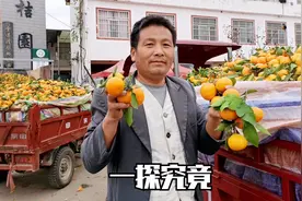 陕西汉中桔子交易市场人山人海，2023年价格为何低？果农怎么说视频封面