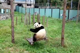 一只熊猫在园子里荡秋千，回头看到好多人看它，下一秒请忍住别笑视频封面