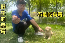公园发现野草莓，臭臭说这有毒，这到底能吃吗？视频封面
