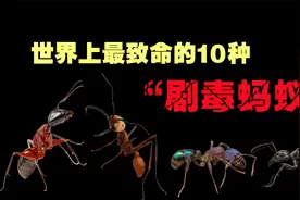 世界上最危险的10种“剧毒蚂蚁”，体型虽小，却能致命！视频封面