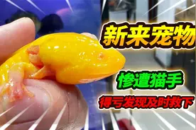 98块钱新买5条5爪金龙回来，还没入缸就被猫咪摩擦，赶紧实施抢救视频封面