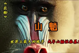 [山魈]：世界上最大的猴子，性格暴躁 凶狠好斗