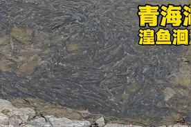 青海湖湟鱼洄游奇观，在这看距离近还免费，震撼心灵的生命奇迹视频封面