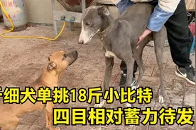 58斤细犬单挑18斤小比特，四目相对蓄力待发，究竟到底鹿死谁手？视频封面