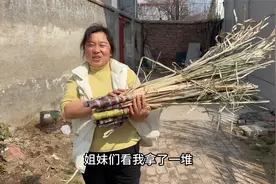 春天是播种的季节，在园子里种上些甘蔗，期待能吃到自己种的甘蔗视频封面