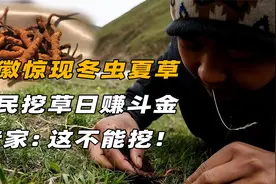 安徽山上挖出大量冬虫夏草，村民日赚斗金，专家却说：这不能挖！视频封面