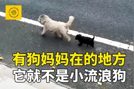 带着小狗一起流浪的狗妈妈，因为另一位母亲的善意，从此有了家视频封面
