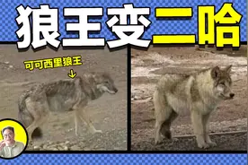 是什么让动物集体大脑缩水？人与动物究竟是谁驯化了谁