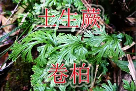 稀缺土生蕨“深绿卷柏”，植物号称“肺王草”，有幸遇见别错过视频封面