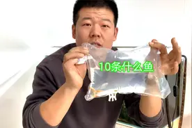 鱼缸太脏，赶快买了10条工具鱼，能把鱼缸清理干净吗视频封面