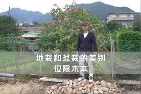 盆栽和地栽的差别，仅限木本，根系强弱决定花量视频封面