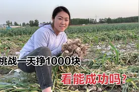 90后夫妻返乡拔大蒜，竟挑战一天挣1000元，看他们能成功吗？