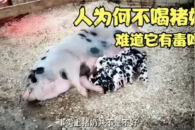 人为何不喝猪奶？难道它有毒吗？视频封面