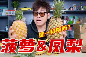 试吃对比菠萝和凤梨的区别，真的是一样的吗?视频封面