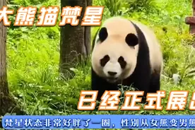 梵星已在碧峰峡基地正式展出，熊猫中心大乌龙把梵星的性别整错了视频封面