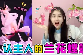 挑战养2岁“兰花螳螂”！花98元买了一只螳螂幼崽，它会认主人视频封面