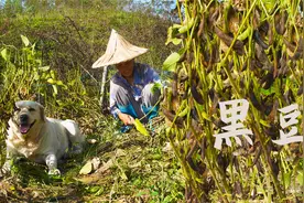 黑豆的养生吃法，教你一豆三吃，做法简单一学就会，营养美味视频封面