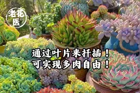通过叶片来扦插！可实现多肉自由！视频封面