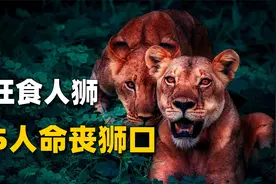 两头雄狮疯狂捕食人类，135人命丧狮口，吓的几千人罢工逃亡视频封面