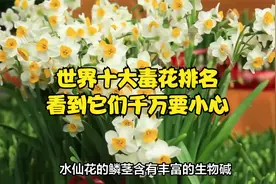 世界十大毒花排名 看到它们千万要小心视频封面
