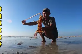 户外赶海：渔民在退潮后的海滩上寻找斑马皮皮虾的洞穴！视频封面