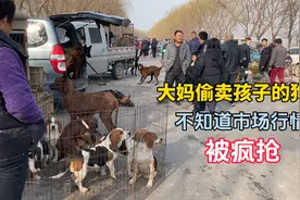 大妈偷卖孩子的狗，不知道市场行情，甚至白菜价出售，被疯抢视频封面