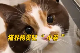 中国最美三花猫“小卷”堪称猫界“杨贵妃”它的美无猫能及视频封面