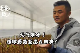 天气寒冷！绣球蔫花苞怎么回事？视频封面