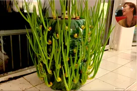 19种最耐荫的蔬菜，这些菜可以种在北阳台｜大树下也能种菜视频封面