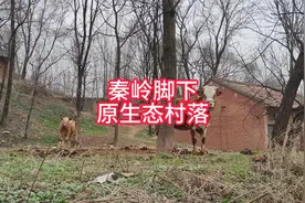 秦岭脚下一个废弃但保持原生态的村落——虎峪村视频封面