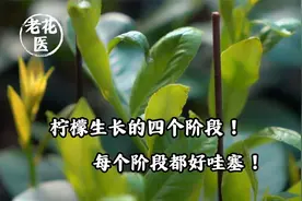 柠檬生长的四个阶段！每个阶段都好哇塞！视频封面