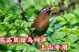 高品质母画眉鸟叫声，上山专用，90%公鸟听了都叫，建议收藏！视频封面