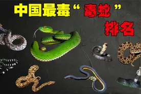 中国最毒“毒蛇”天花板排名五步蛇也只能屈居第3你见过哪几种？视频封面