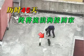 历时45天，最终将流浪在天台的狗狗一家收养，过程一波三折！视频封面