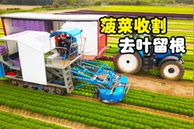 不可思议的菠菜收割机，只切菜叶不伤根，什么原理？视频封面