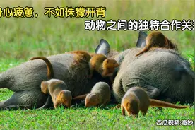 身心疲惫，不如侏獴开背，动物之间的独特合作关系