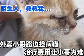 外卖小哥路边捡只小病猫，治疗费用让他为难，“一单才挣几块啊”视频封面