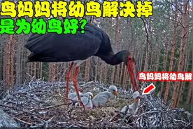 鹳鸟妈妈亲手解决掉自己的幼鸟，竟是为了幼鸟好？视频封面