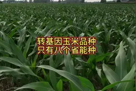 转基因玉米品种，只有这八个省能种视频封面