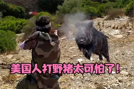 美国人打野猪太可怕了！视频封面