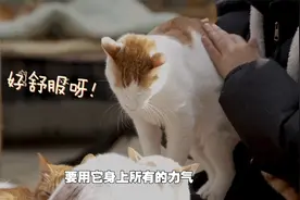 南京撸猫胜地救助2000多只流浪猫“点菜式”撸猫 宠爱不重样视频封面
