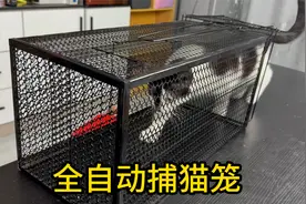 50块买了个全自动捕猫笼，放到野外抓捕流浪猫，能捉到几只？视频封面