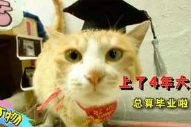 猫咪上了4年大学，学生都当它是学长，毕业后可以留校